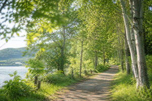北海道の木々が揺れる散歩道を歩きながら自分に戻る時間を過ごすイメージ