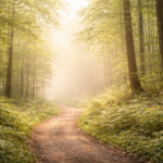 朝の霧に包まれた小道